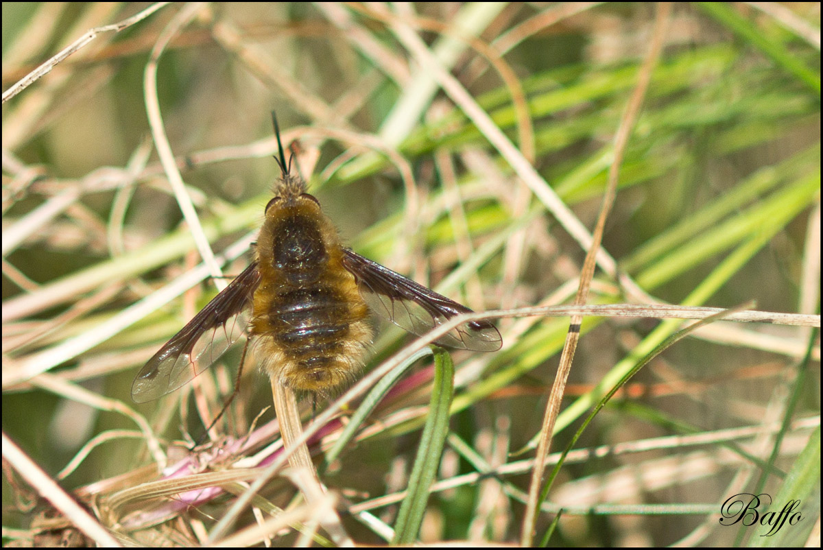 	Bombylius major